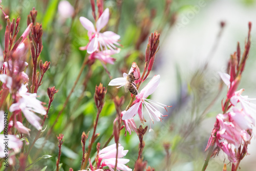 springtimes happy bee drinking pollen photo