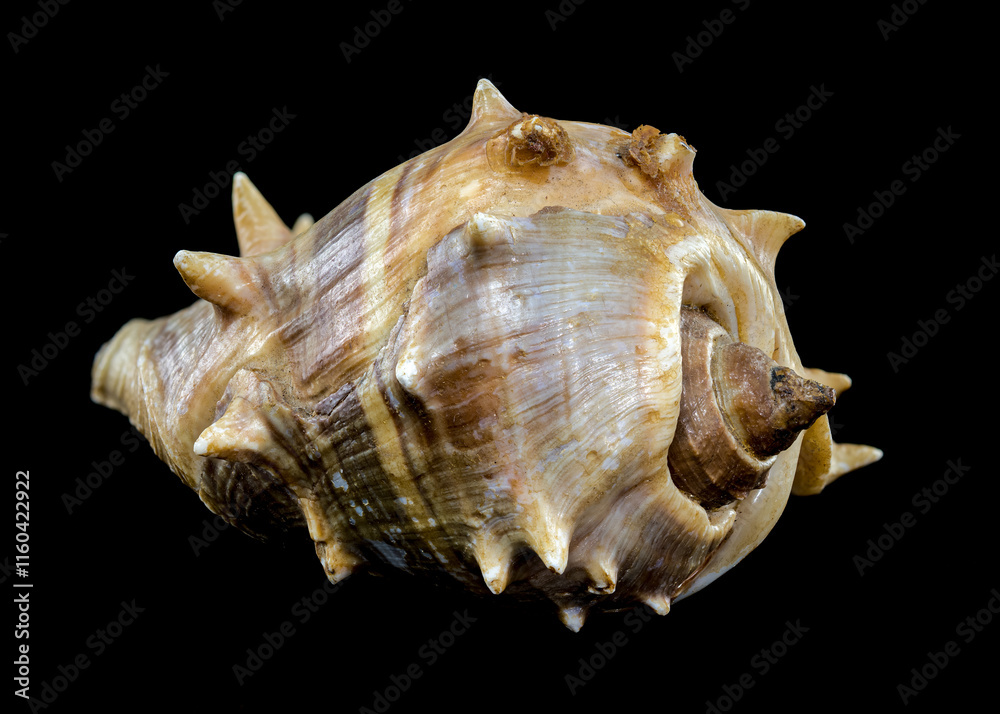 Spiny Melongena Sea Shell Close-Up on black background Spiny Melongena Sea Shell Close-Up on black background