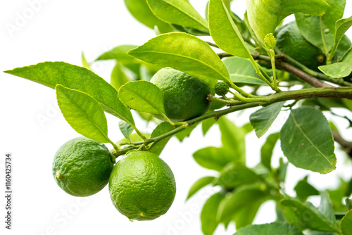 Wallpaper Mural A close-up of a vibrant lime tree branch with fruits isolated on white background Torontodigital.ca