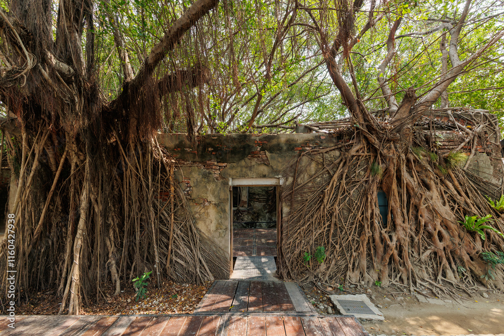 roots of a tree in house Anping Tainan, Taiwan roots of a tree in house Anping Tainan, Taiwan