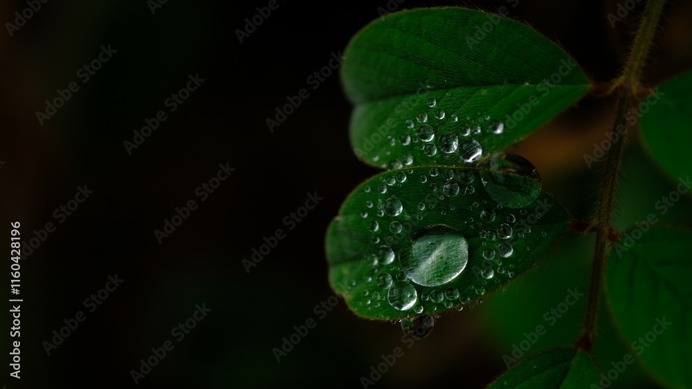 Drops of rain in on leaf dark background, Natural background Drops of rain in on leaf dark background, Natural background