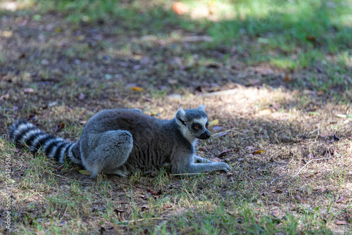 portrait of a ring-tailed lemur	
