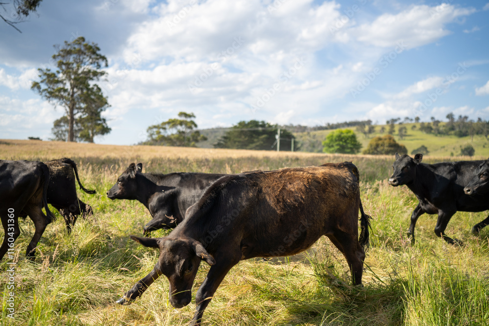 beautiful cattle in Australia eating grass, grazing on pasture. Herd of cows free range beef being regenerative raised on an agricultural farm. Sustainable farming beautiful cattle in Australia eating grass, grazing on pasture. Herd of cows free range beef being regenerative raised on an agricultural farm. Sustainable farming