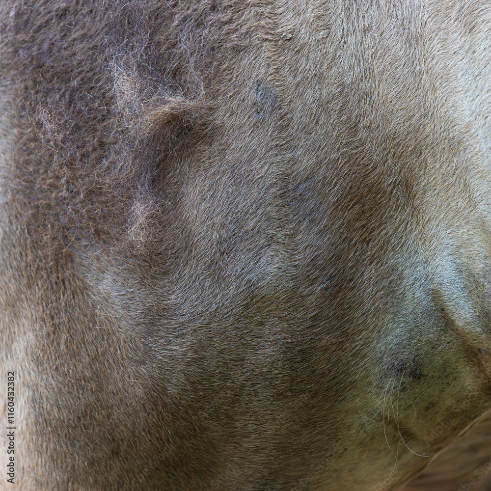 Obraz premium close up of fur texture