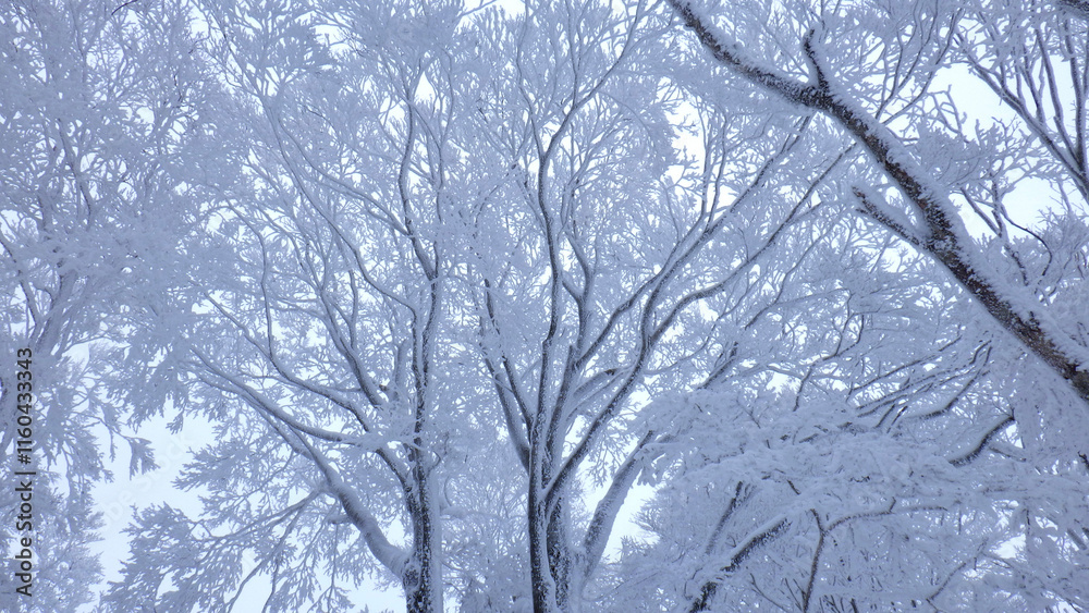 枯れ木に雪が積もる
