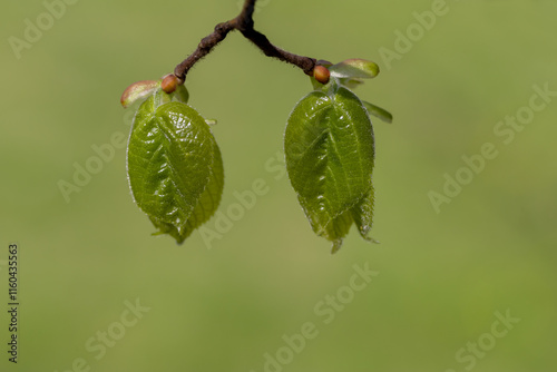 New leaves on the branches of a tree.