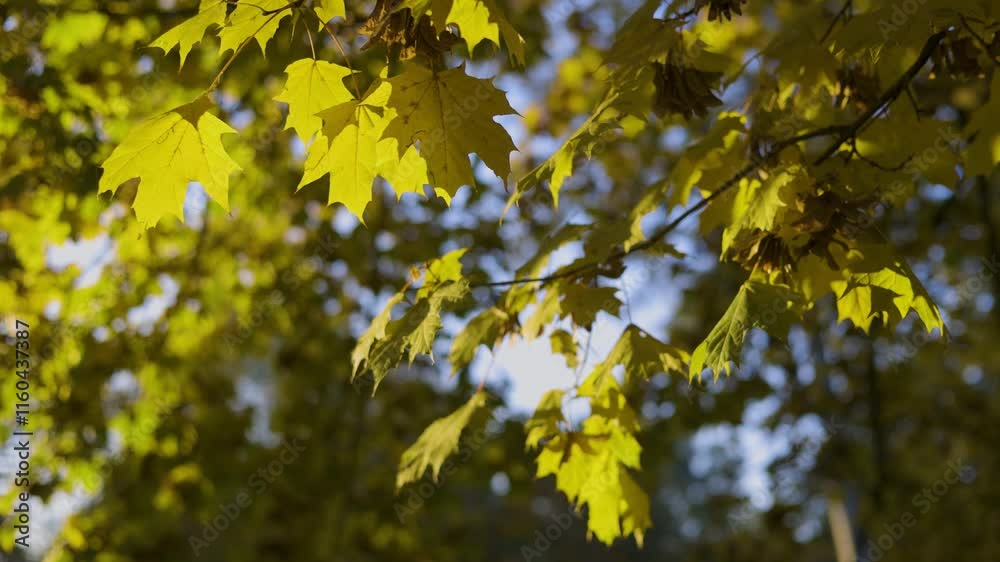 Golden autumn leaves illuminated by warm sunlight, hanging from a tree branch against a backdrop of lush green foliage, capturing the essence of a serene fall day. Golden autumn leaves illuminated by warm sunlight, hanging from a tree branch against a backdrop of lush green foliage, capturing the essence of a serene fall day.
