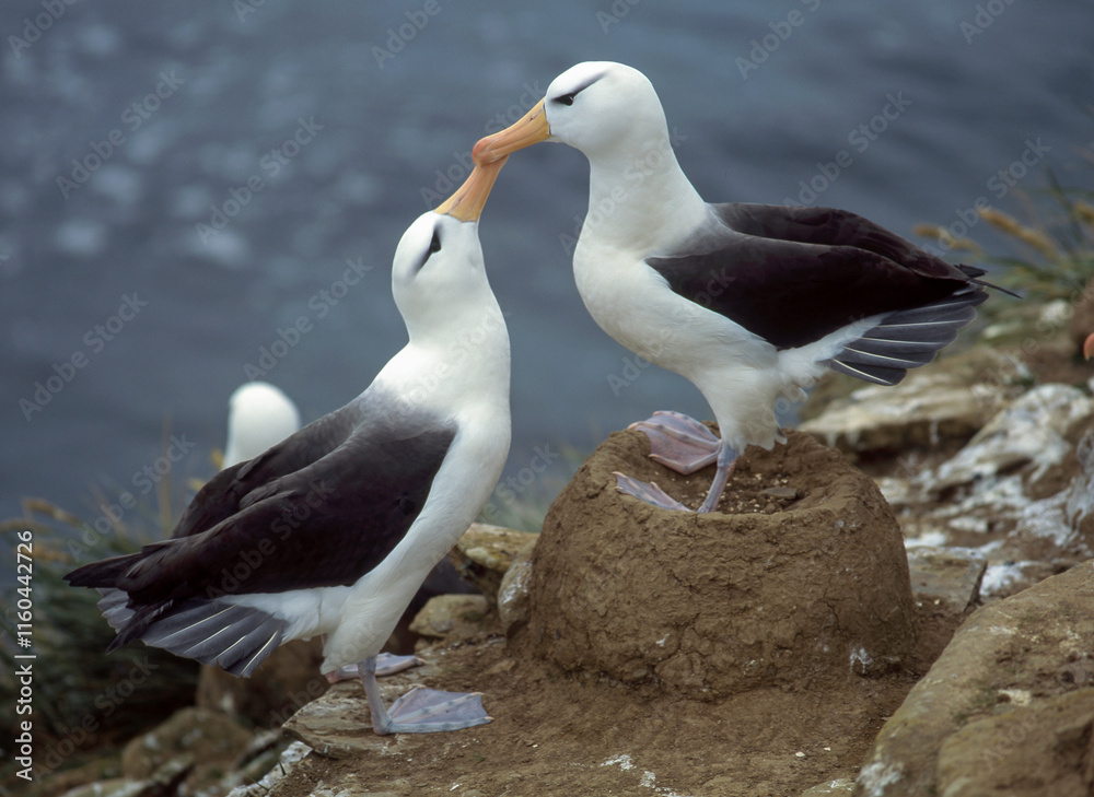 Obraz premium Albatros à sourcils noirs, Parades, nid, Thalassarche melanophris, Black browed Albatross, Iles Falkland, Iles Malouines