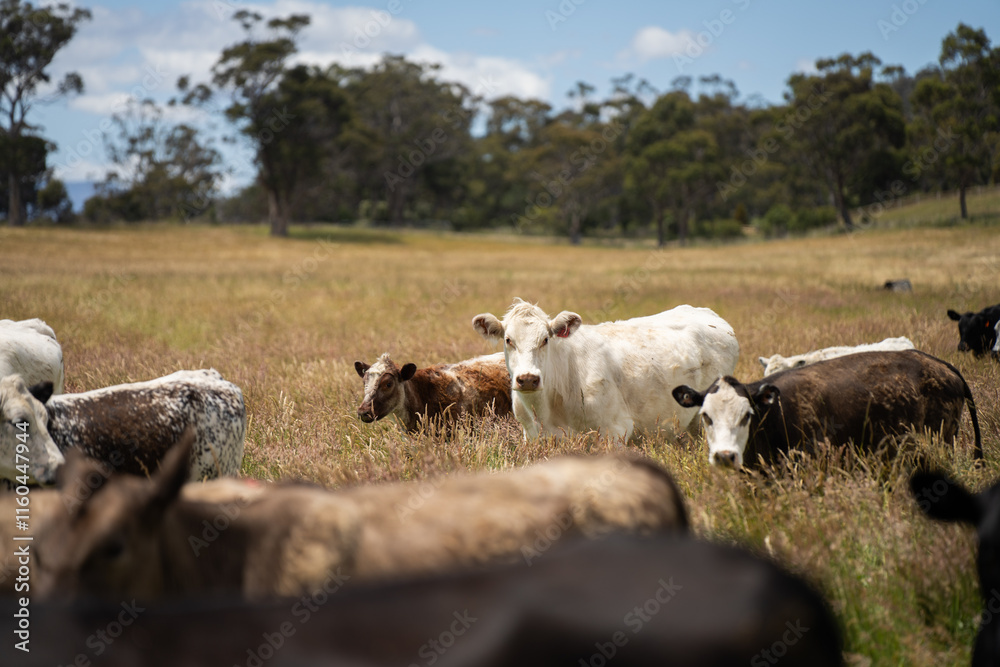 beautiful cattle in Australia eating grass, grazing on pasture. Herd of cows free range beef being regenerative raised on an agricultural farm. Sustainable farming beautiful cattle in Australia eating grass, grazing on pasture. Herd of cows free range beef being regenerative raised on an agricultural farm. Sustainable farming