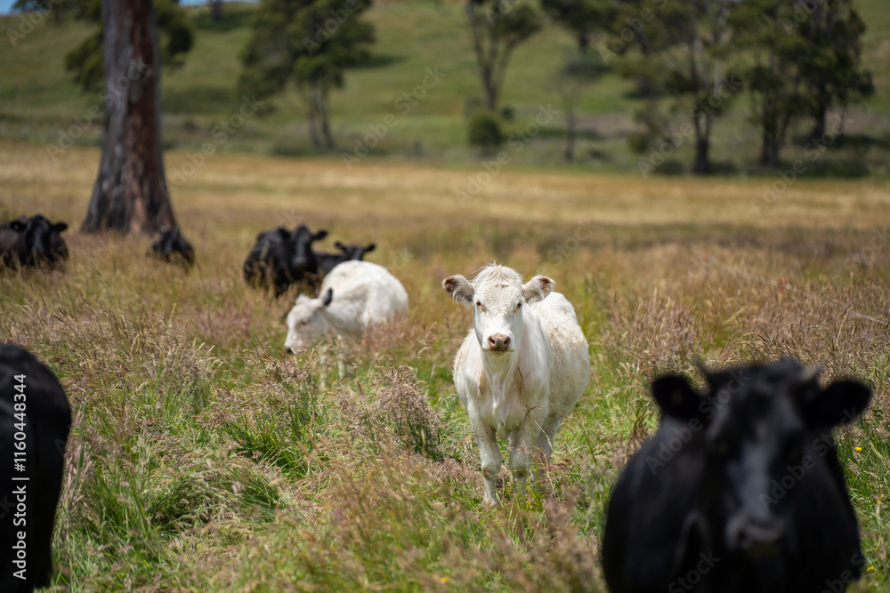 beautiful cattle in Australia  eating grass, grazing on pasture. Herd of cows free range beef being regenerative raised on an agricultural farm. Sustainable farming 