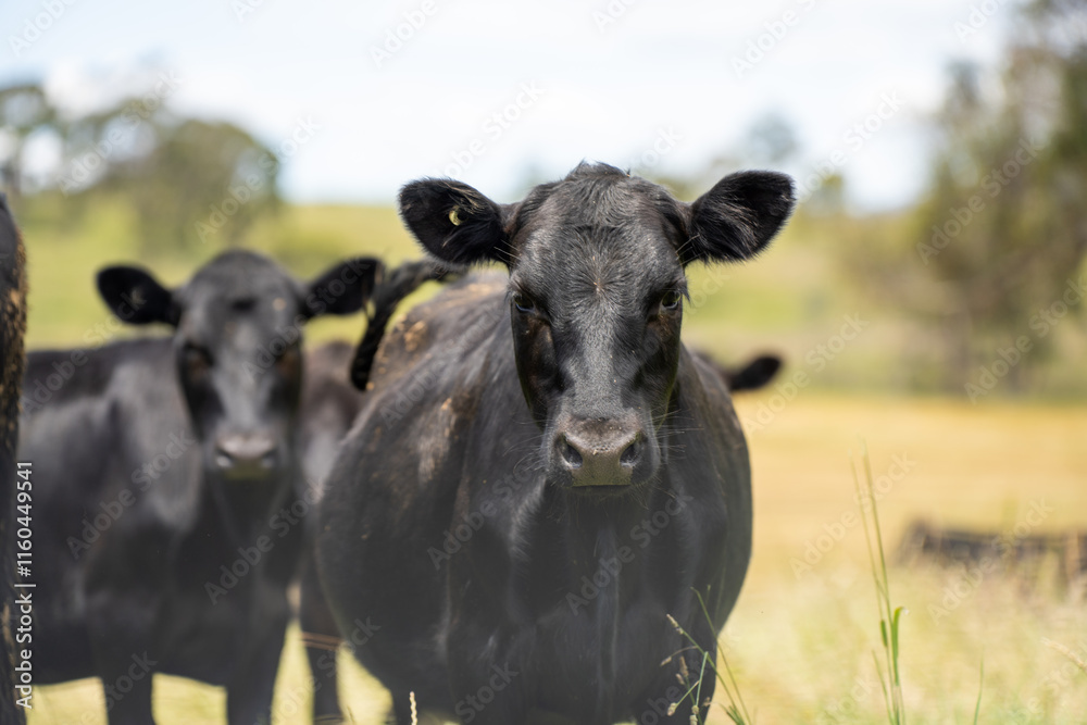beautiful cattle in Australia eating grass, grazing on pasture. Herd of cows free range beef being regenerative raised on an agricultural farm. Sustainable farming beautiful cattle in Australia eating grass, grazing on pasture. Herd of cows free range beef being regenerative raised on an agricultural farm. Sustainable farming
