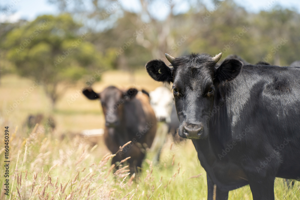 beautiful cattle in Australia eating grass, grazing on pasture. Herd of cows free range beef being regenerative raised on an agricultural farm. Sustainable farming beautiful cattle in Australia eating grass, grazing on pasture. Herd of cows free range beef being regenerative raised on an agricultural farm. Sustainable farming