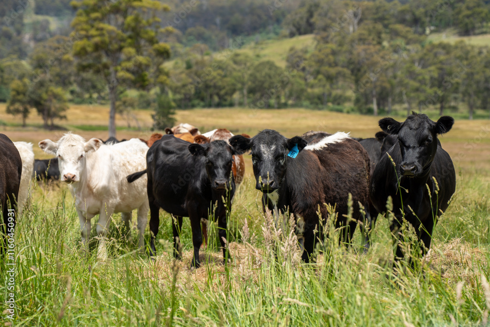 beautiful cattle in Australia eating grass, grazing on pasture. Herd of cows free range beef being regenerative raised on an agricultural farm. Sustainable farming beautiful cattle in Australia eating grass, grazing on pasture. Herd of cows free range beef being regenerative raised on an agricultural farm. Sustainable farming