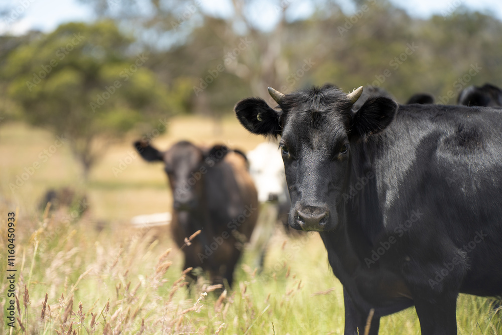 beautiful cattle in Australia eating grass, grazing on pasture. Herd of cows free range beef being regenerative raised on an agricultural farm. Sustainable farming beautiful cattle in Australia eating grass, grazing on pasture. Herd of cows free range beef being regenerative raised on an agricultural farm. Sustainable farming
