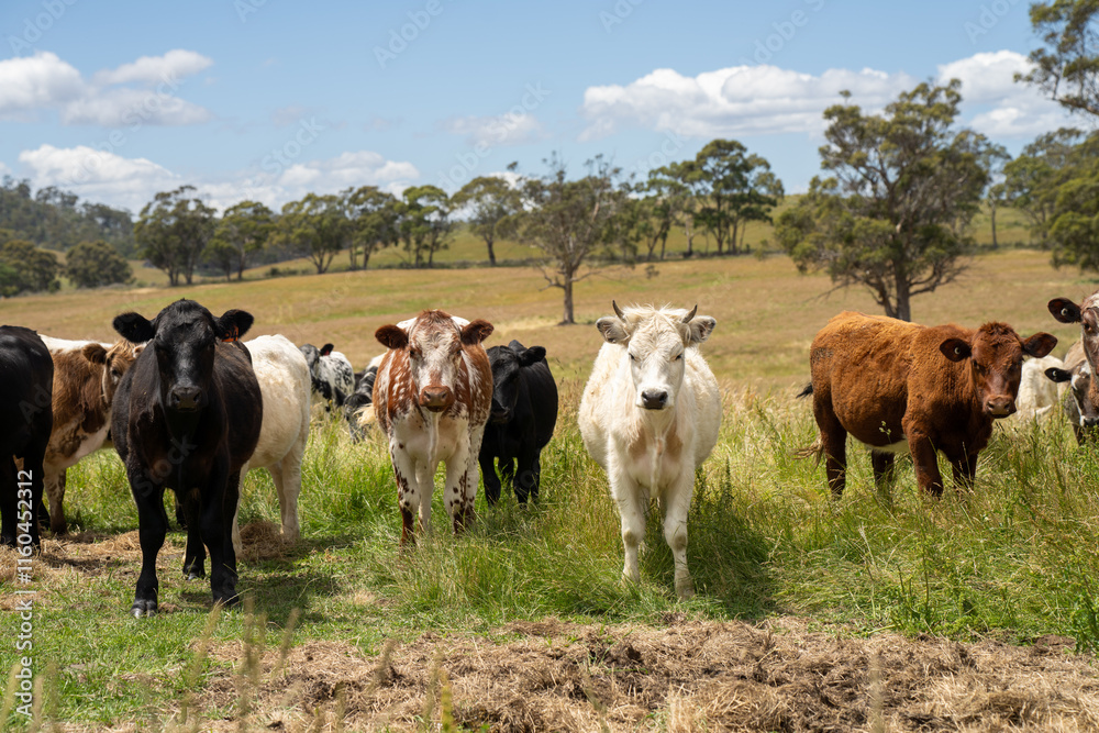 beautiful cattle in Australia eating grass, grazing on pasture. Herd of cows free range beef being regenerative raised on an agricultural farm. Sustainable farming beautiful cattle in Australia eating grass, grazing on pasture. Herd of cows free range beef being regenerative raised on an agricultural farm. Sustainable farming