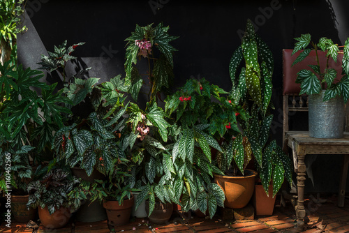 Polka Dot Begonia (Begonia Maculata) Plant photo