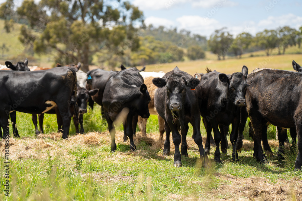 beautiful cattle in Australia eating grass, grazing on pasture. Herd of cows free range beef being regenerative raised on an agricultural farm. Sustainable farming beautiful cattle in Australia eating grass, grazing on pasture. Herd of cows free range beef being regenerative raised on an agricultural farm. Sustainable farming