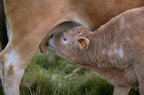 vache d'Aubrac , veau tétant