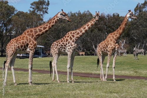 Canvas Print Giraffes looking the same way