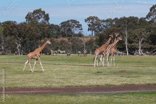 Photography Giraffes on a sunny day