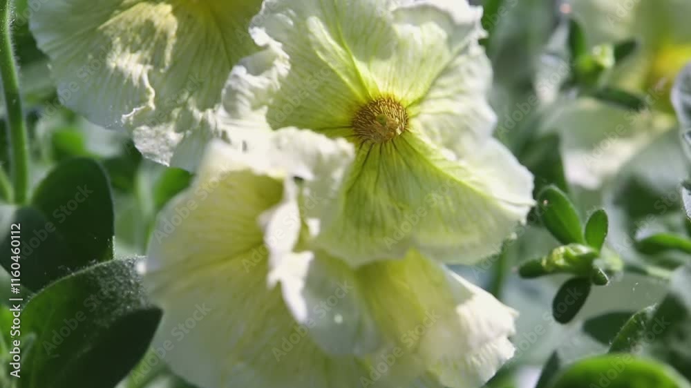 White flowers with delicate petals bloom under bright sunlight in a lush garden, showcasing natures beauty and vibrant colors. White flowers with delicate petals bloom under bright sunlight in a lush garden, showcasing natures beauty and vibrant colors.