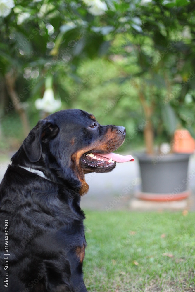 Kopf eines Rottweilers in der Nahaufnahme Kopf eines Rottweilers in der Nahaufnahme