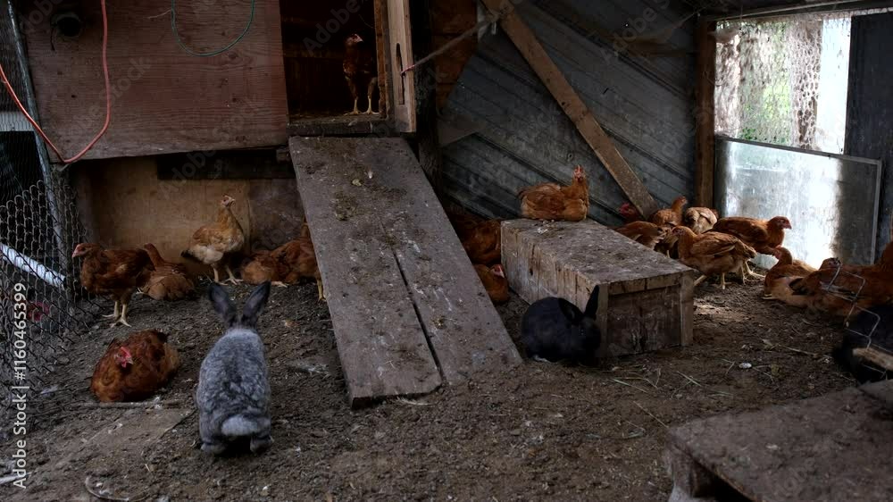 lot of young organic broilers or meat chickens being cage free raised in backyard farm enclosure lot of young organic broilers or meat chickens being cage free raised in backyard farm enclosure