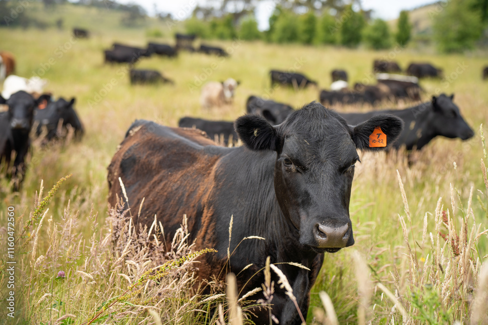 beautiful cattle in Australia eating grass, grazing on pasture. Herd of cows free range beef being regenerative raised on an agricultural farm. Sustainable farming beautiful cattle in Australia eating grass, grazing on pasture. Herd of cows free range beef being regenerative raised on an agricultural farm. Sustainable farming