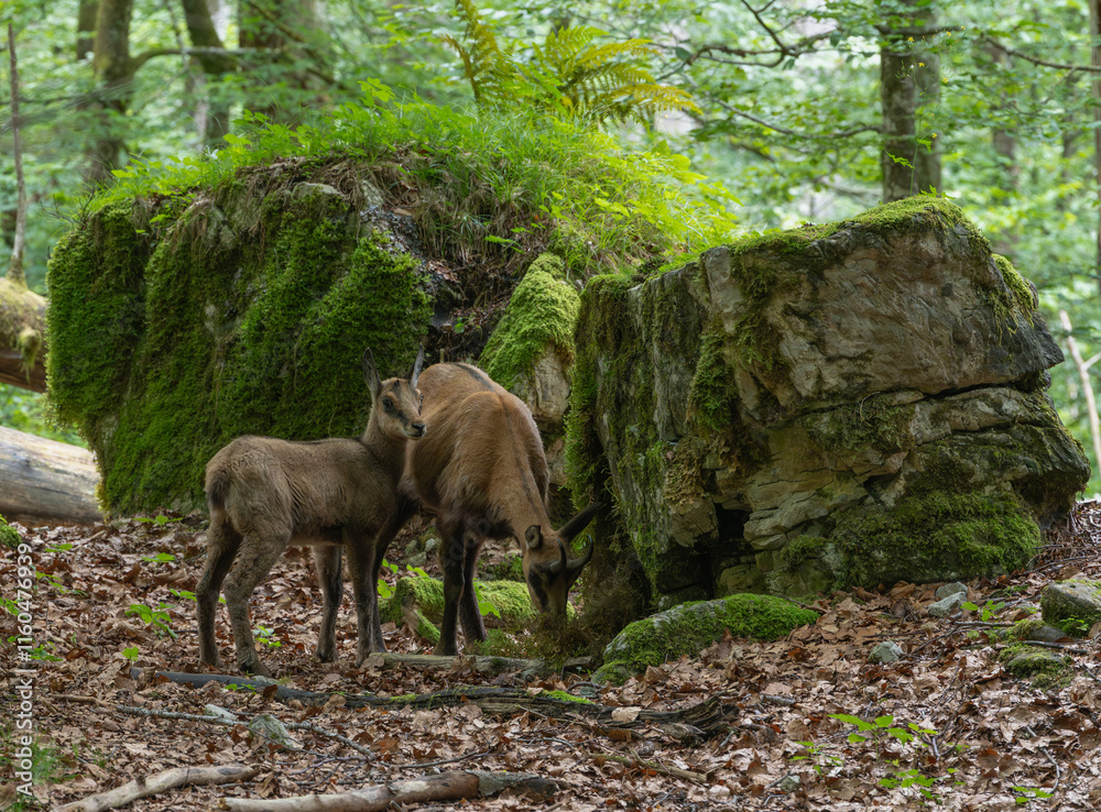 2 Gemsen stehen zwischen Felsen im Wald 2 Gemsen stehen zwischen Felsen im Wald