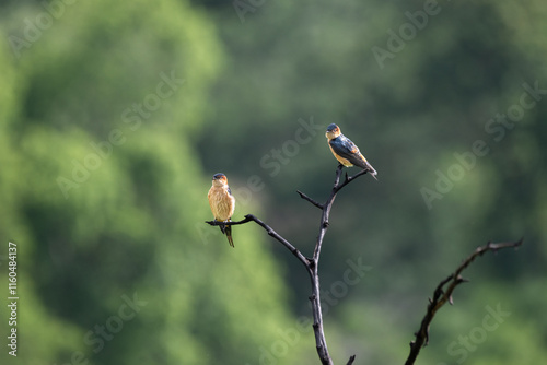 The beautiful small , pair of red rumped swallow bird perched on a thin, bare branch.  The background is blurred and appears to be a green forest. photo