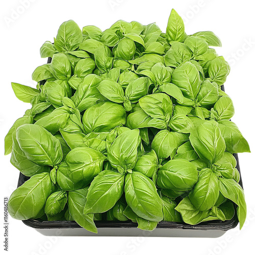  basil leaves
