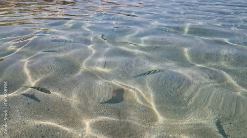 A group of tropical fish swimming together in the water of a beautiful ocean.