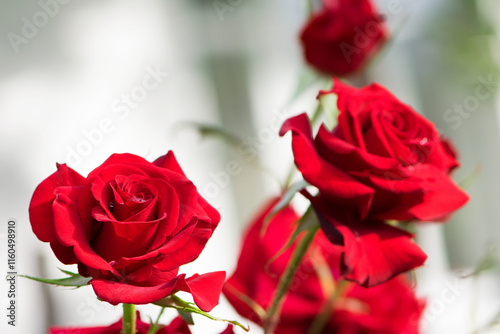 Red rose flower background. Red roses on a bush in the garden, close-up. Red rose flower with water drops after rain or morning dew. Red Rose, Magic, passion. flowering season, gardening, flower bed