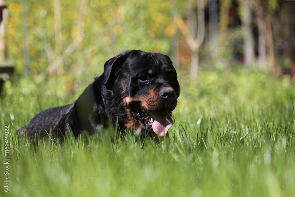 Kopf eines Rottweilers aus der Nähe aufgenommen Kopf eines Rottweilers aus der Nähe aufgenommen