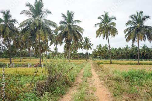 India, Karnataka, a group of palm trees next to a tree