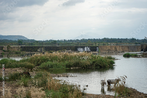 India, Karnataka, a herd of cattle walking across a bridge over a body of water