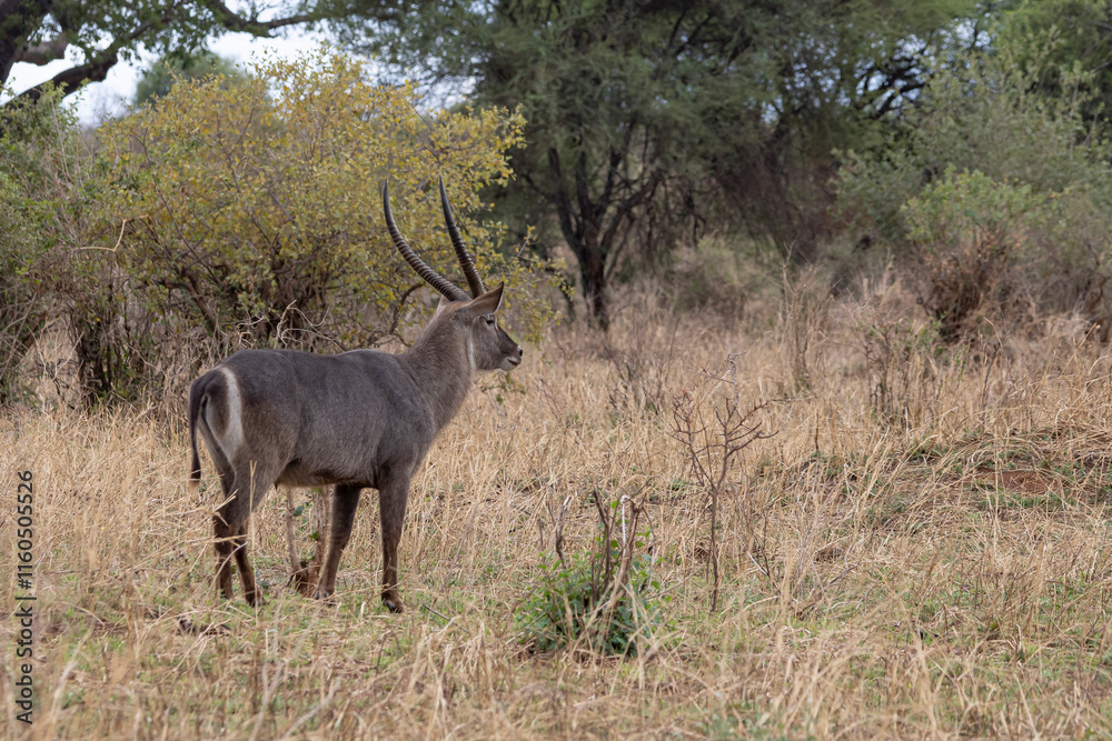 Waterbuck between trees in Tarangire National Park in Tanzania East Africa Waterbuck between trees in Tarangire National Park in Tanzania East Africa