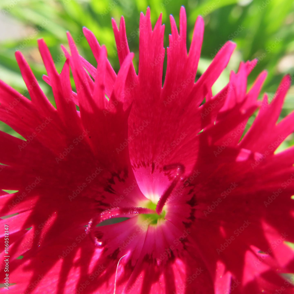 Obraz premium 日本で冬にナデシコがピンク色の花を咲かせています