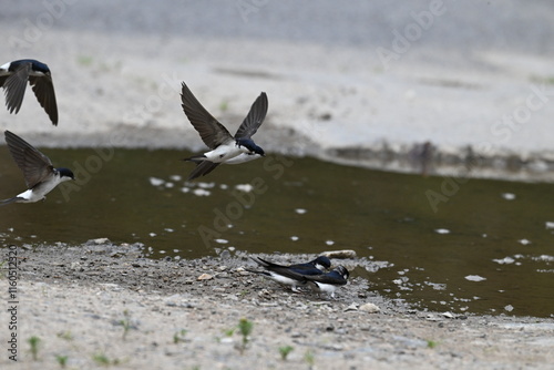 Mehlschwalben beim Sammeln von mit Nistmaterial	
 photo