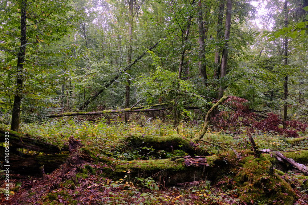 Summertime deciduous forest with broken old tree