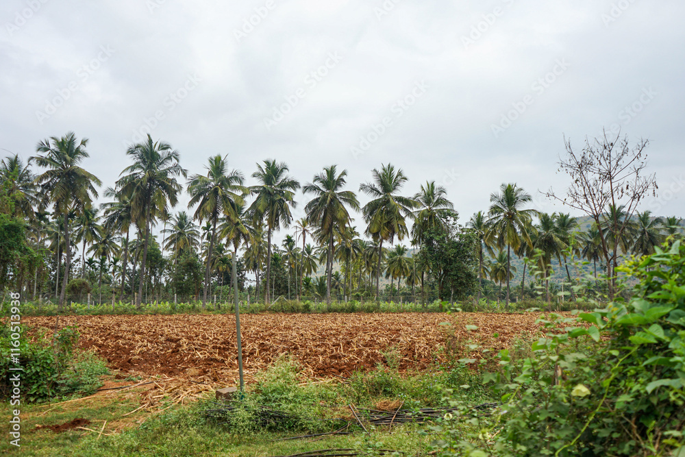 India, Karnataka, a tree in a field India, Karnataka, a tree in a field