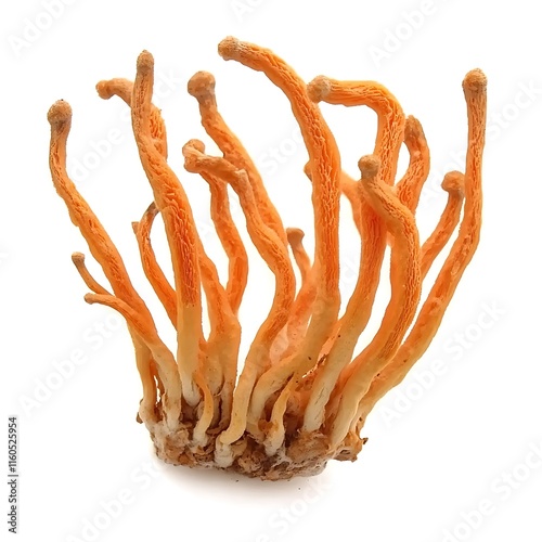 High-quality image of a Cordyceps mushroom isolated on a clean white background