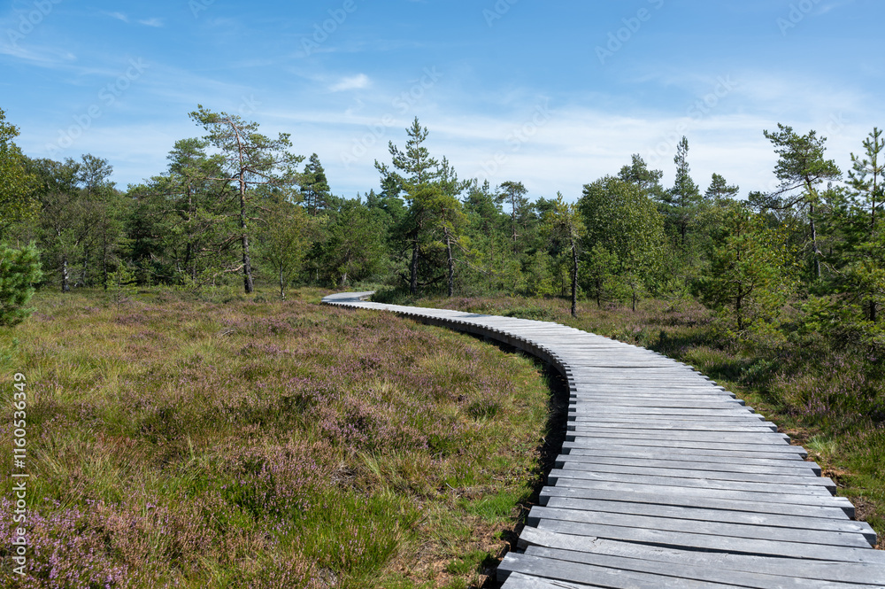 Fototapeta premium Black moor with Heather