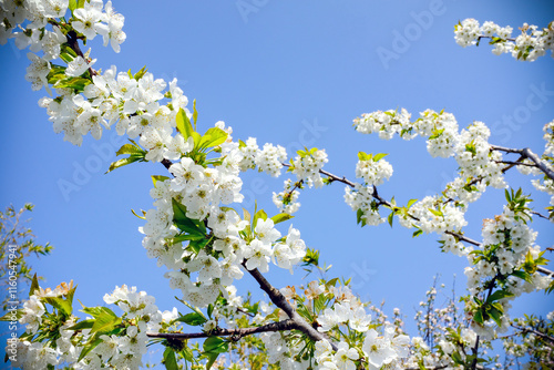 Cherry white blossoms branches on clear blue sky
