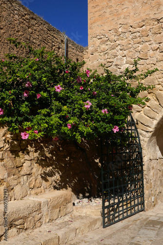 Hibiskus photo