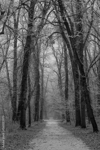 sentier, chemin au milieu des arbres dans un parc sous la neige