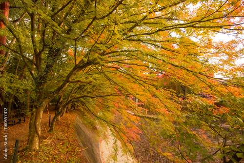 Lake Kawaguchi Maple Corridor during the autumn foliage season is the most beautiful. You can walk for hundreds of meters. There is a festival held from late October to late November. photo