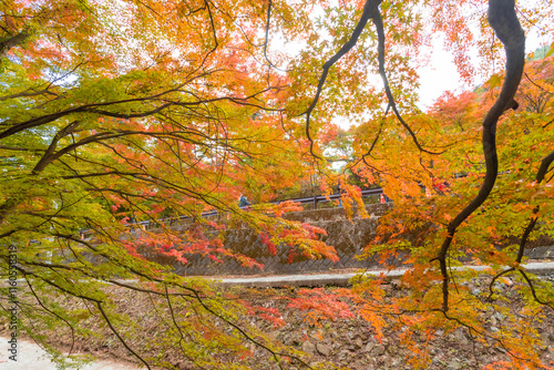 Lake Kawaguchi Maple Corridor during the autumn foliage season is the most beautiful. You can walk for hundreds of meters. There is a festival held from late October to late November. photo