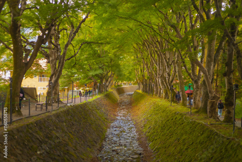 Lake Kawaguchi Maple Corridor during the autumn foliage season is the most beautiful. You can walk for hundreds of meters. There is a festival held from late October to late November. photo