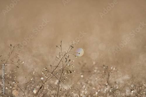 Morning Dew Shimmering on a Summer Meadow; Toyama, Japan